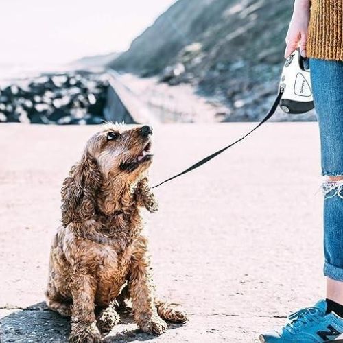 Laisse pour chien|LumiLaisse™ - MyDoggy - Shop