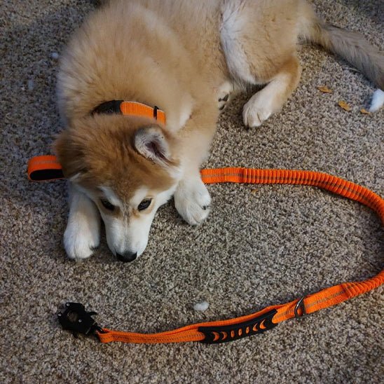 Laisse pour chien|RobustLaisse™ - MyDoggy - Shop
