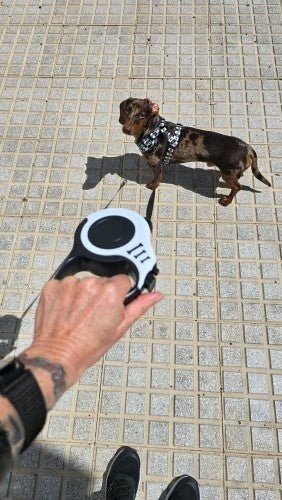 Laisse pour chien|ConfortLaisse™ - MyDoggy - Shop