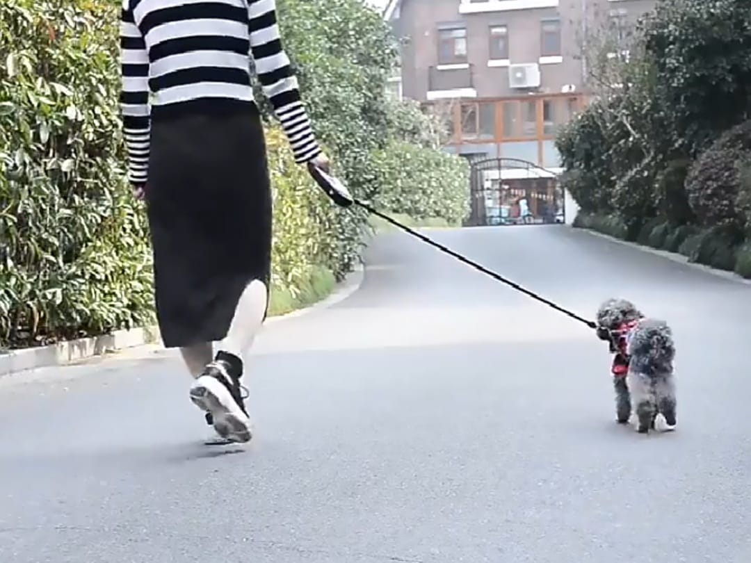 Laisse pour chien|LumiLaisse™ - MyDoggy - Shop