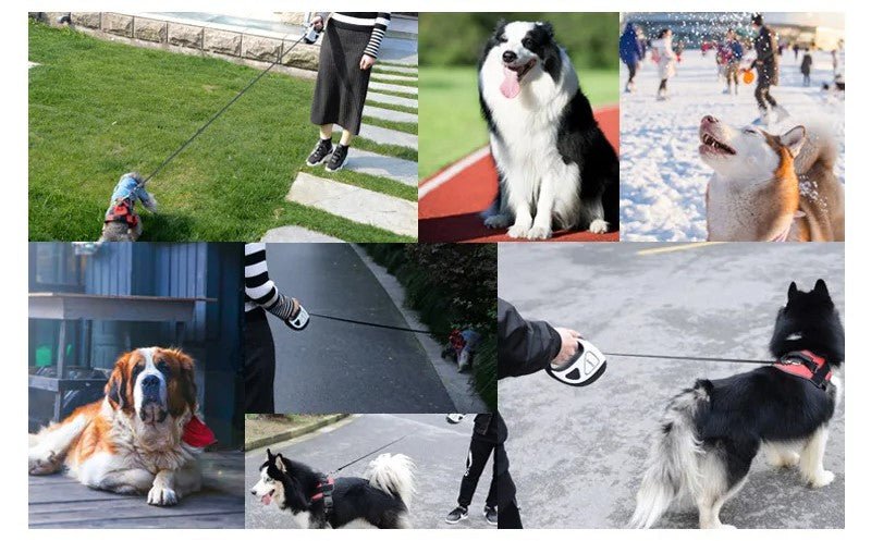 Laisse pour chien|LumiLaisse™ - MyDoggy - Shop
