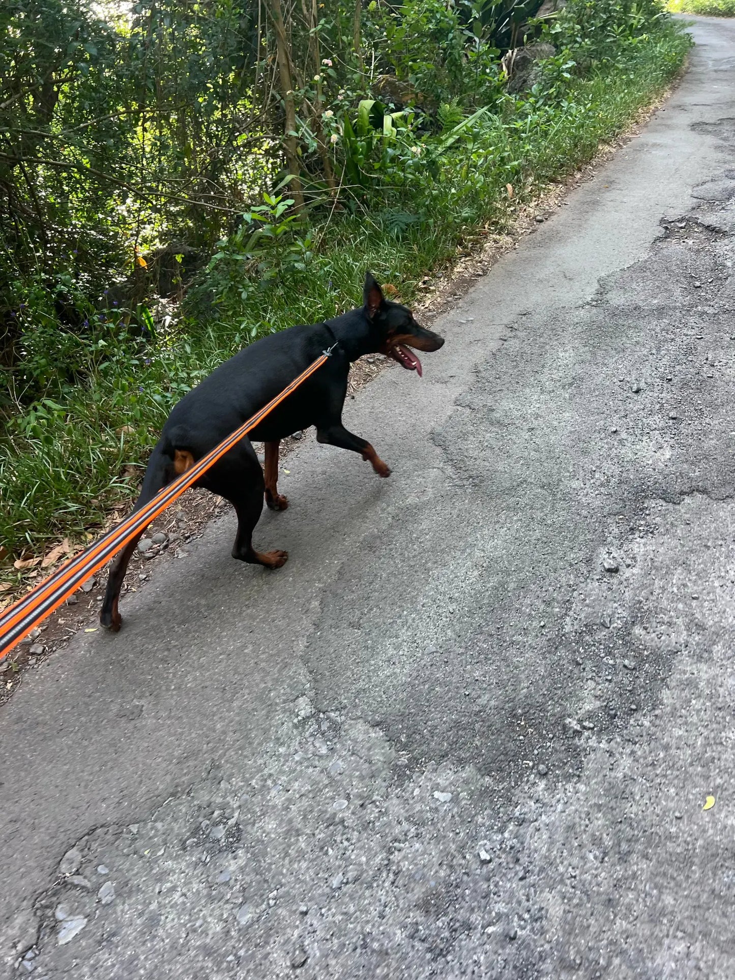 Laisse pour chien promenade