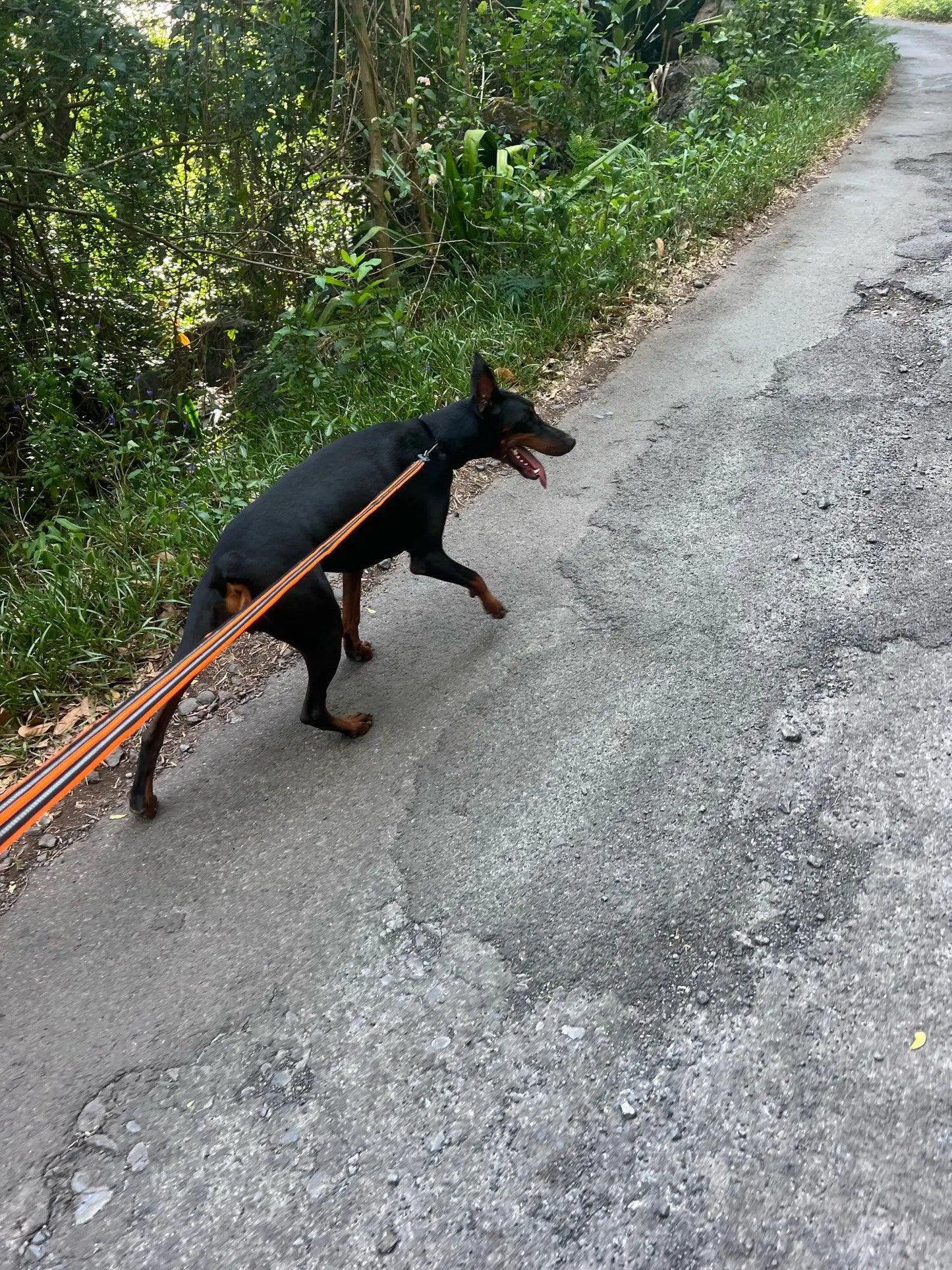 Laisse pour chien promenade
