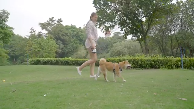 Laisse pour chien promenade
