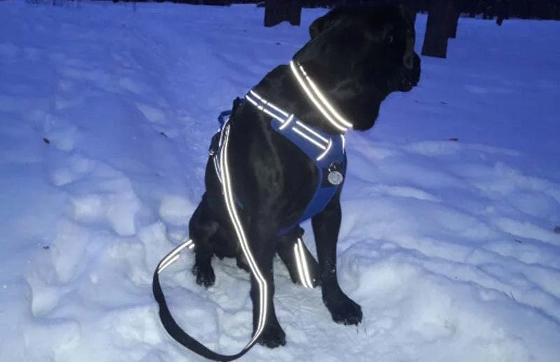 Laisse pour chien réfléchissante