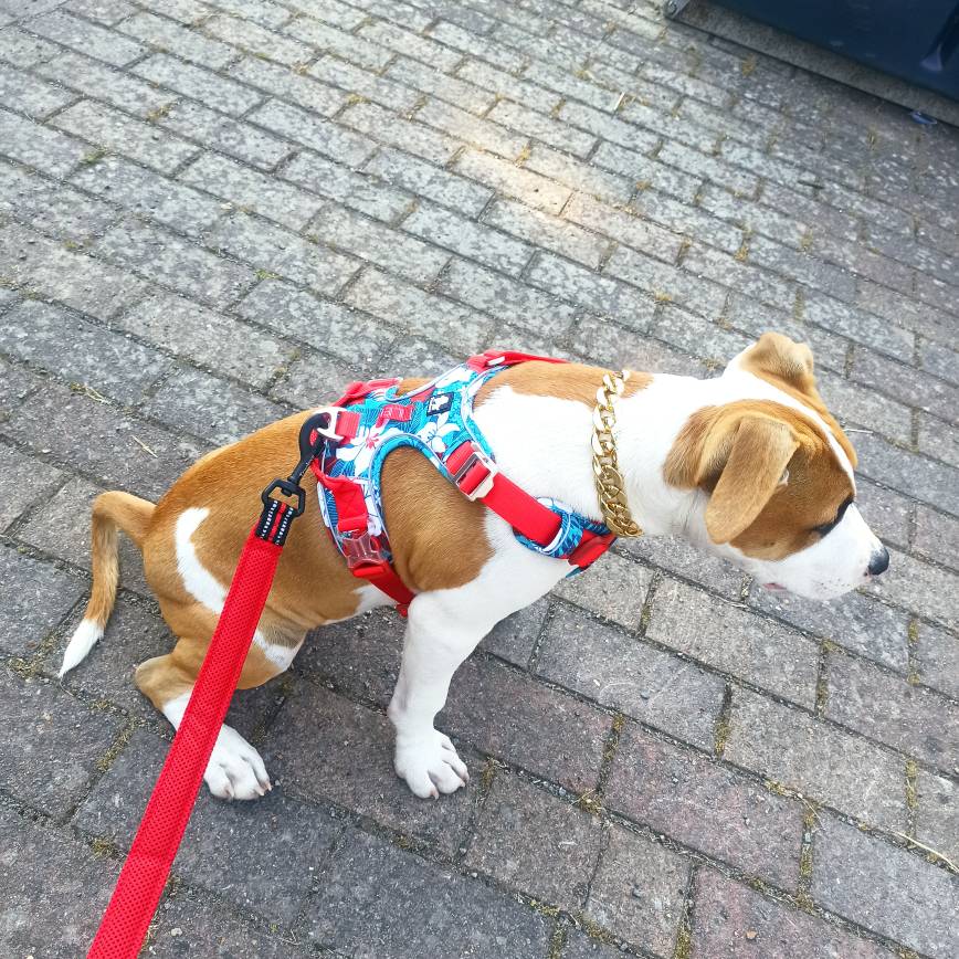 Laisse pour chien rembourrée
