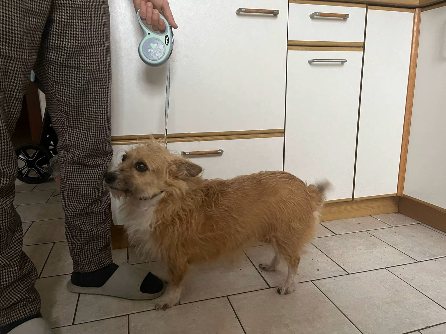 Laisse pour chien rétractable auto