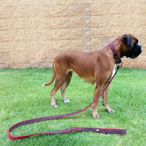Laisse pour chien sécurité