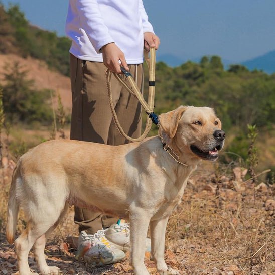 Laisse pour chien|RobustLaisse™ - MyDoggy - Shop