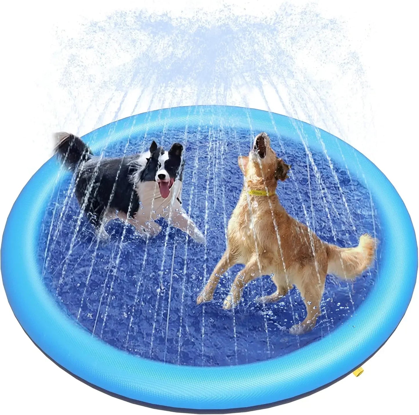 Piscine pour chien bleu