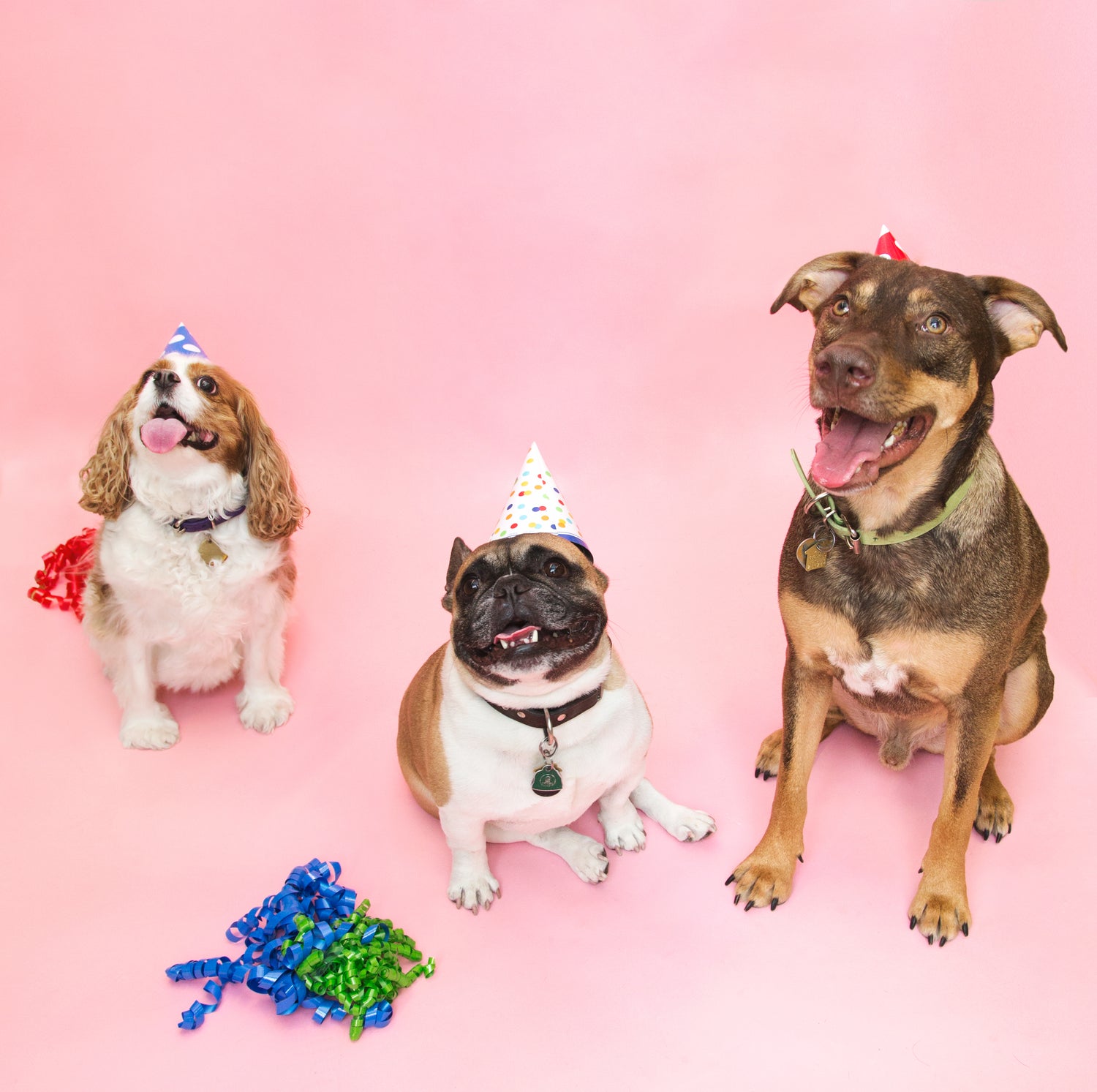 ACCESSOIRES JOUET CHIEN