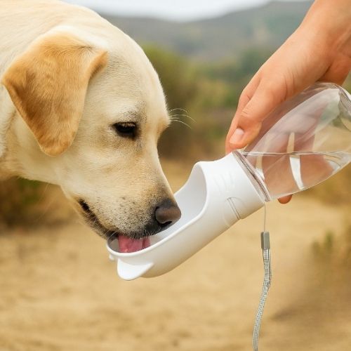 Gourde pour chien|HydraDogâą