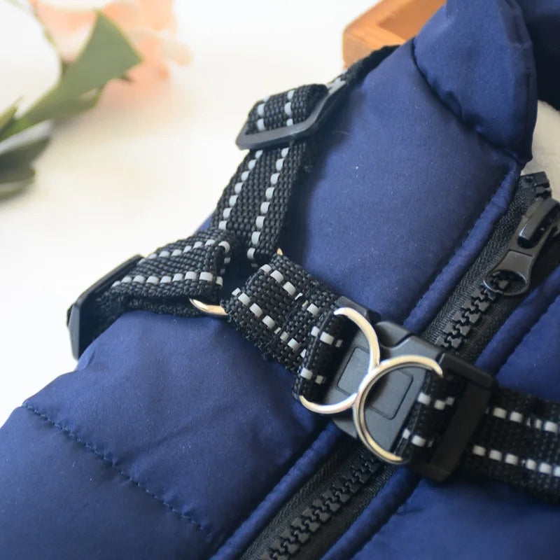 manteau chien