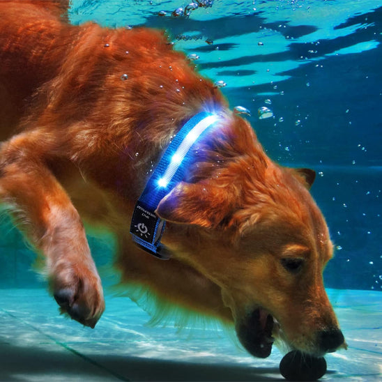 Collier lumineux chien|NoctiTrace™