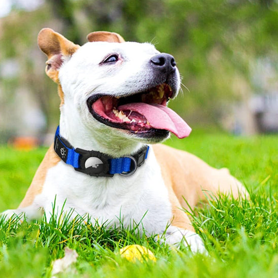 Collier lumineux chien|NoctiTrace™