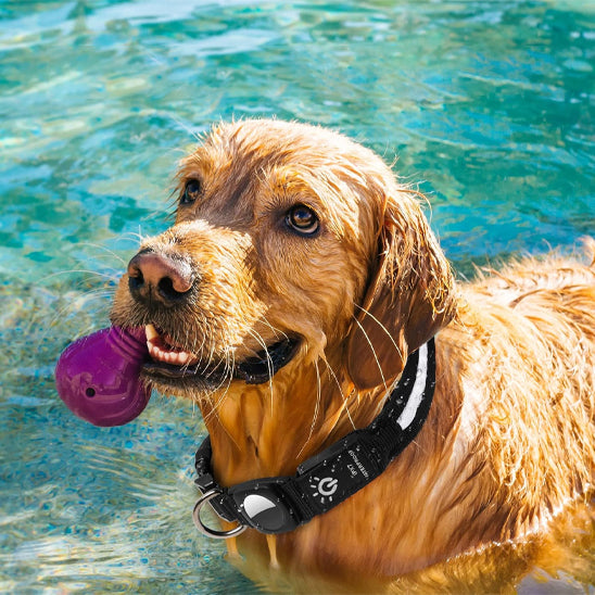 Collier lumineux chien|NoctiTrace™
