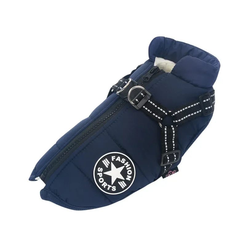 chien manteau