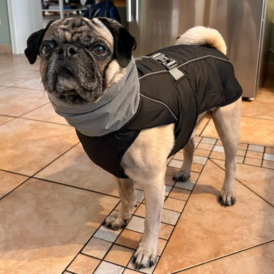 manteau pour chien chaud, réfléchissant et pratique pour les petites races