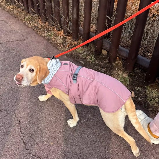 Manteau pour chien | BigPawGuardâą - MyDoggy - Shop