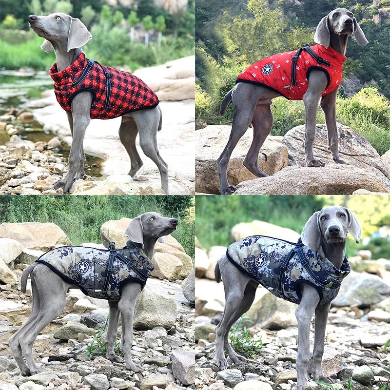 manteau chien