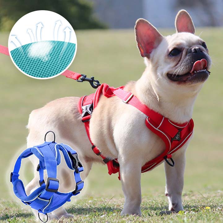 Harnais chien et Laisse CareHarnaisâą - MyDoggy - Shop