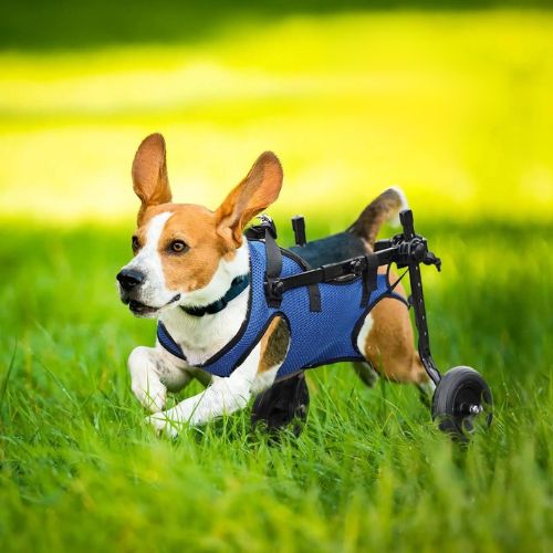 Promenades des chiens handicapés