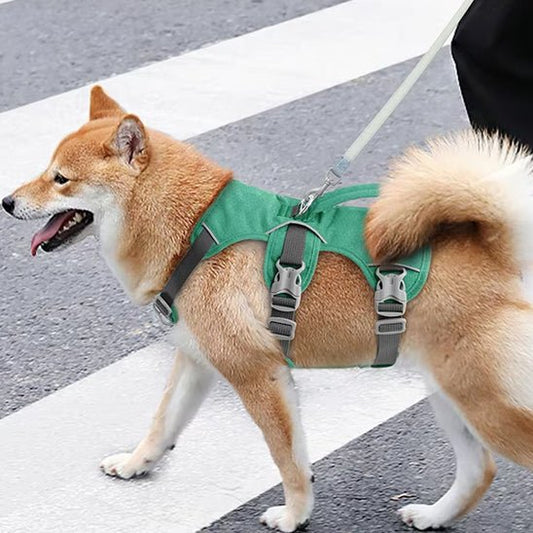 Harnais pour chien : équipement à choisir selon la morphologie et le confort