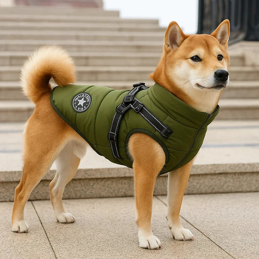 Chien portant un manteau vert pour une promenade par temps frais