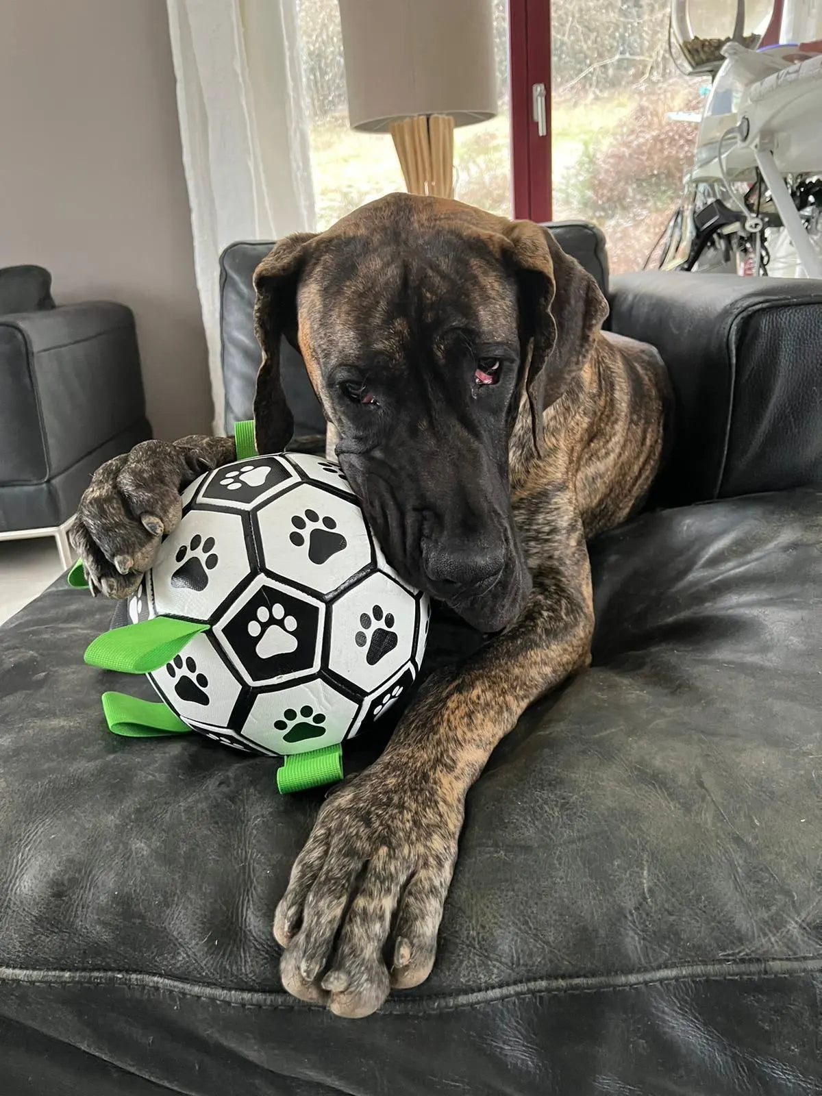 Balle pour chien résistante - Balle chien jouet interactif anti-ennui