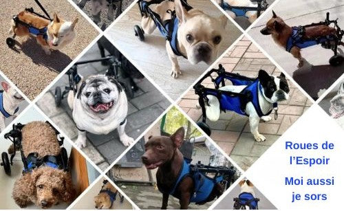 Chariot pour chien|Roues de l’Espoir™