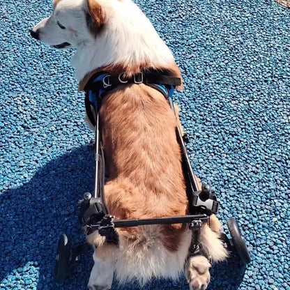 Chariot pour chien|Roues de l’Espoir™