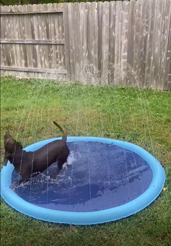 Chien noir jouant avec jets d'eau — piscine pour chien Doggy Oasis™ 