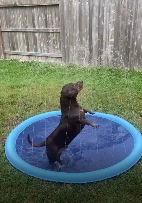Chien qui saute et s'éclabousse dans la piscine rafraîchissante Doggy Oasis™ 