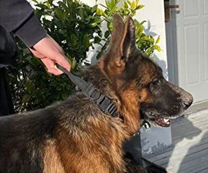 Collier Chien Tactique Nylon Renforcé | TactiCollar™ - MyDoggy-Shop