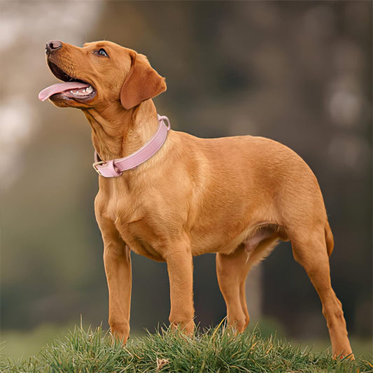 Collier chien|Classicollar™