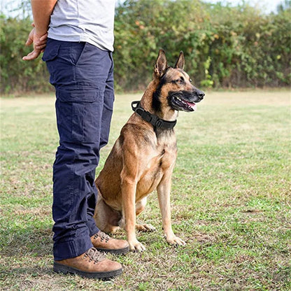 Chien avec collier en extérieur - boucle zinc antioxydante résistante