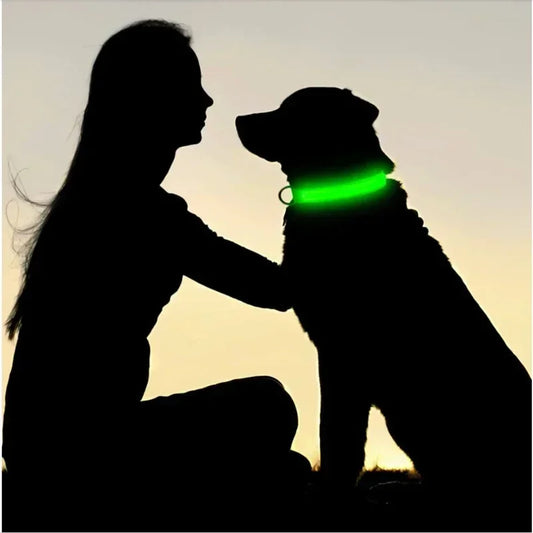 Collier chien lumineux LED