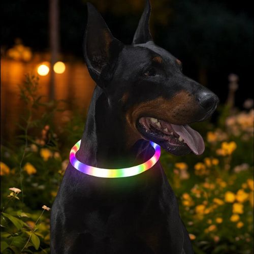 Collier chien lumineux multicolore