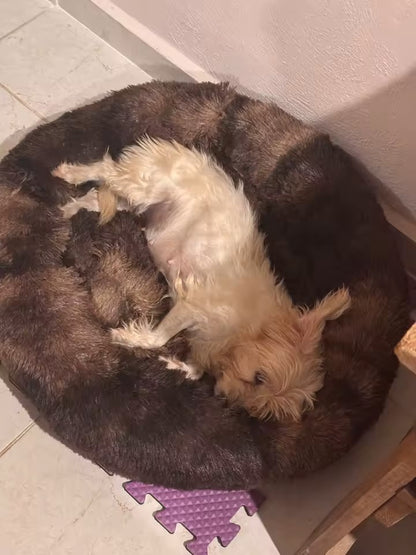 Petit chien endormi sur coussin anti-stress bords relevés marron foncé