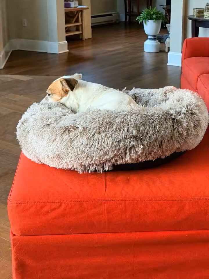 Chien allongé sur coussin pour chien bords relevés gris, posé sur un canapé rouge dans un salon