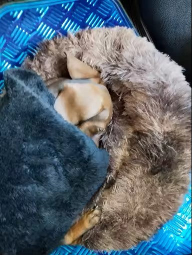 Coussin pour chien confortable