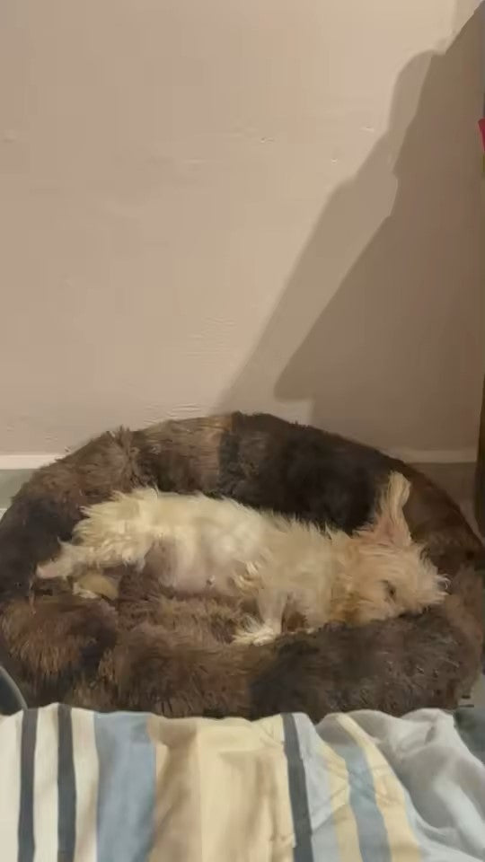 Chien couché et détendu sur coussin pour chien bords relevés marron