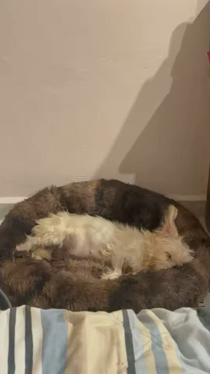 Chien couché et détendu sur coussin pour chien bords relevés marron
