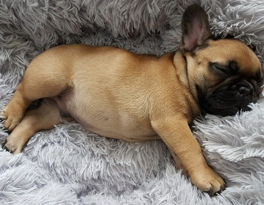 Coussin pour chien - Bords Relevés Antistress
