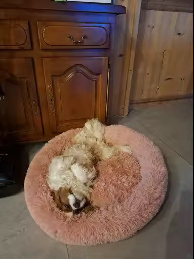Chien endormi confortablement dans son coussin 