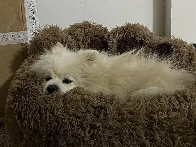 Coussin chien anti stress le toutou détendu