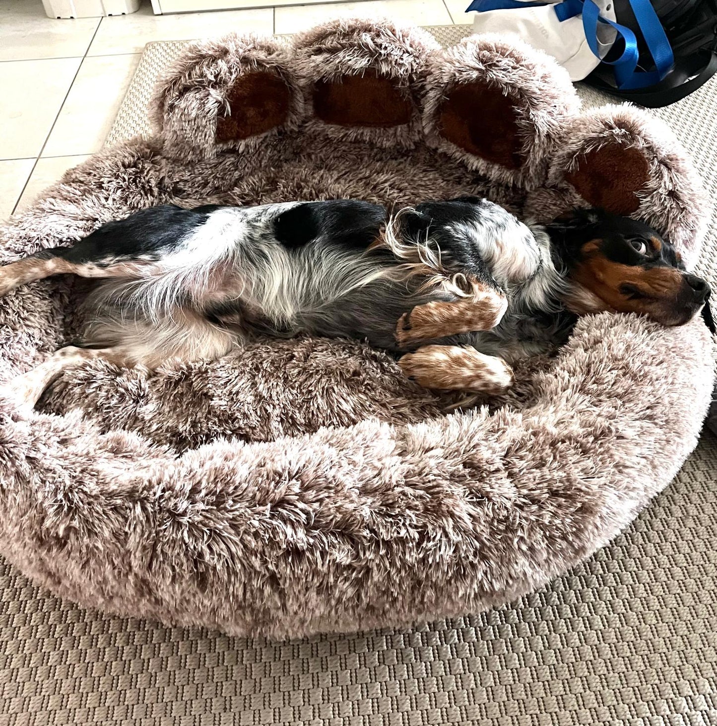 Coussin pour chien  — couleur café, forme patte, bords surélevés