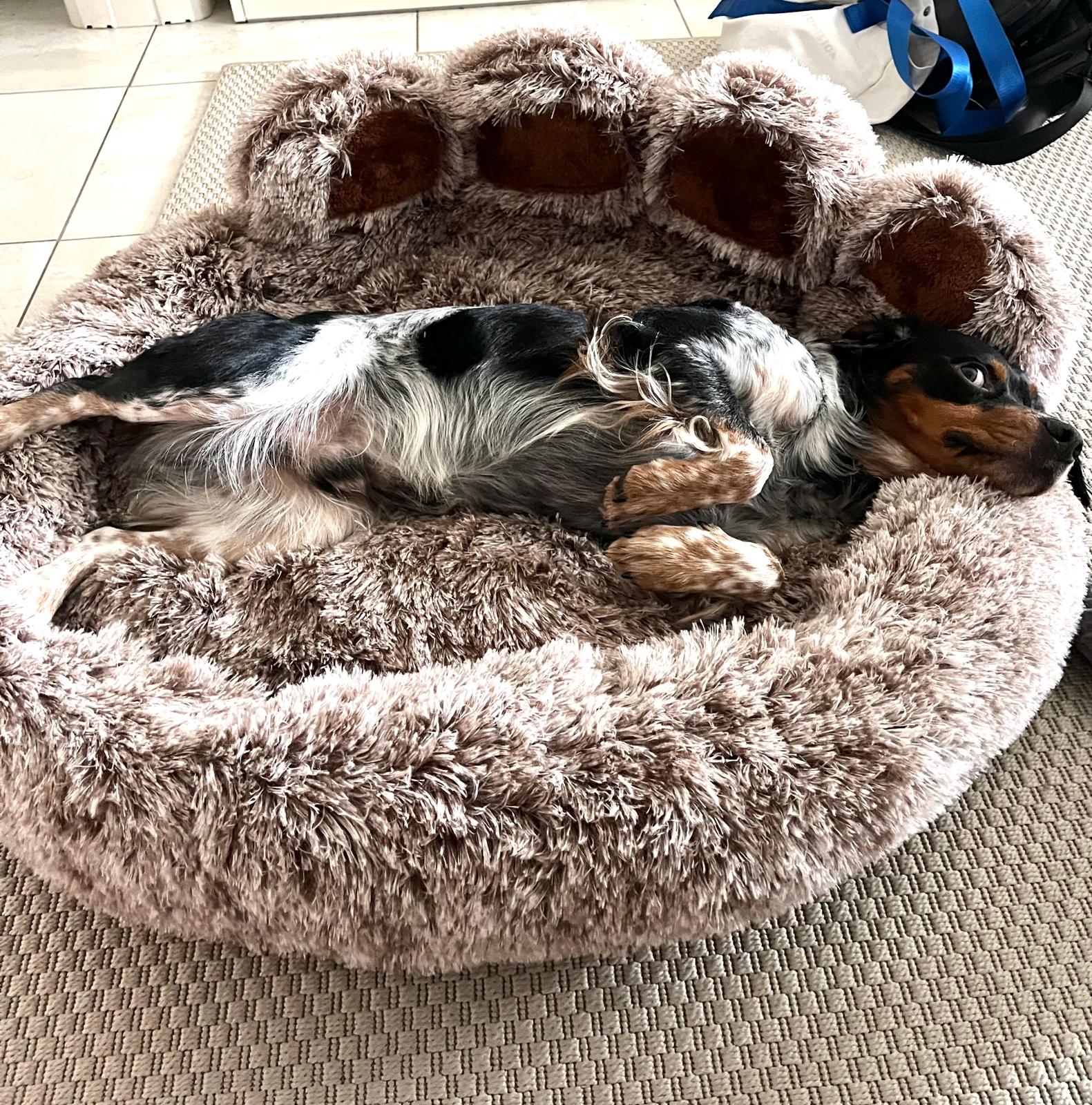 Coussin pour chien  — couleur café, forme patte, bords surélevés