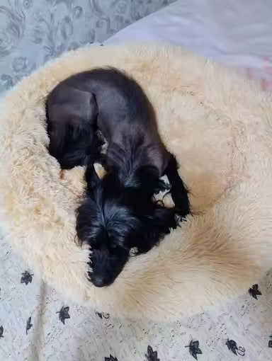 Chien faisant la sieste dans son coussin confortable  