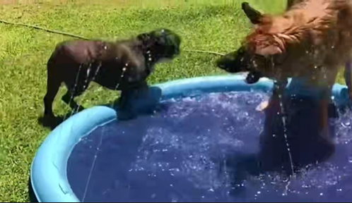 Deux chiens jouant ensemble dans la piscine Doggy Oasis™ 